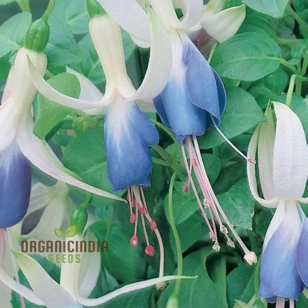Nema Fuchsia Flower Seeds - Blue for Planting, Cultivating Stunning and Vibrant Blue Blooms in Your Garden - Image 3
