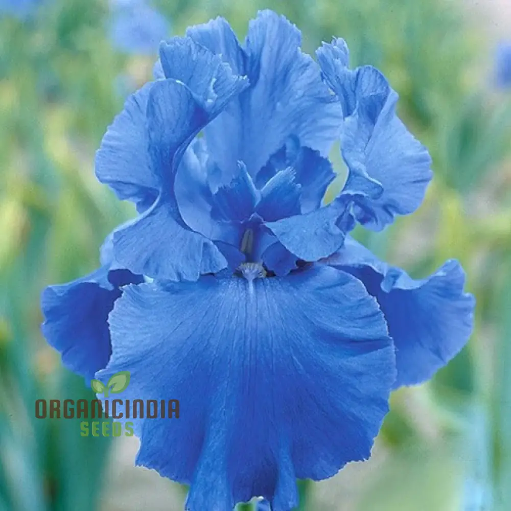 Nema Fuchsia Flower Seeds - Blue for Planting, Cultivating Stunning and Vibrant Blue Blooms in Your Garden - Image 4