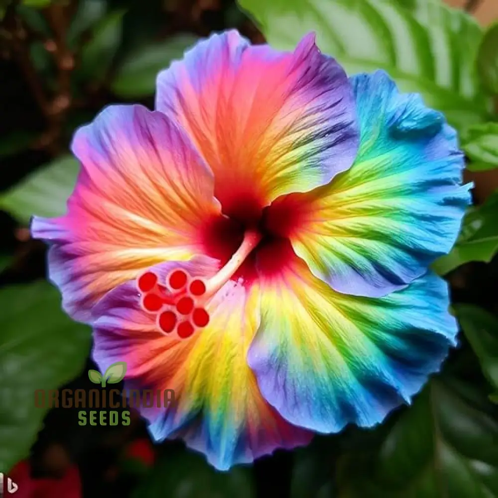 Nema Giant Hibiscus Flower Seeds for Planting and Gardening Delights - Image 3