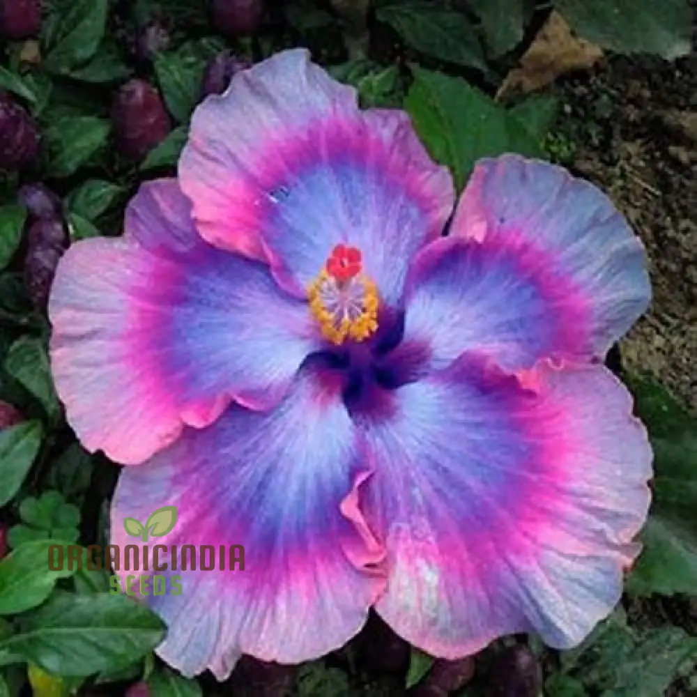 Nema Giant Hibiscus Flower Seeds for Planting and Gardening Delights - Image 4