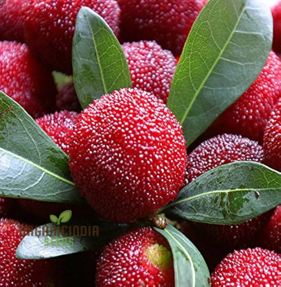 Nema  Gale Fruit Seeds for Planting, High Quality Fruit Seeds, Grow Your Own  Gale Seeds and Best Gardening