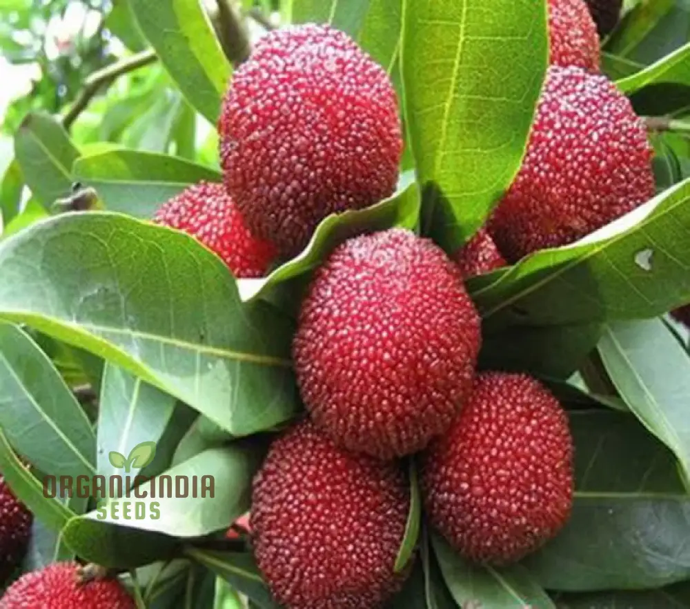 Nema  Gale Fruit Seeds for Planting, High Quality Fruit Seeds, Grow Your Own  Gale Seeds and Best Gardening - Image 3