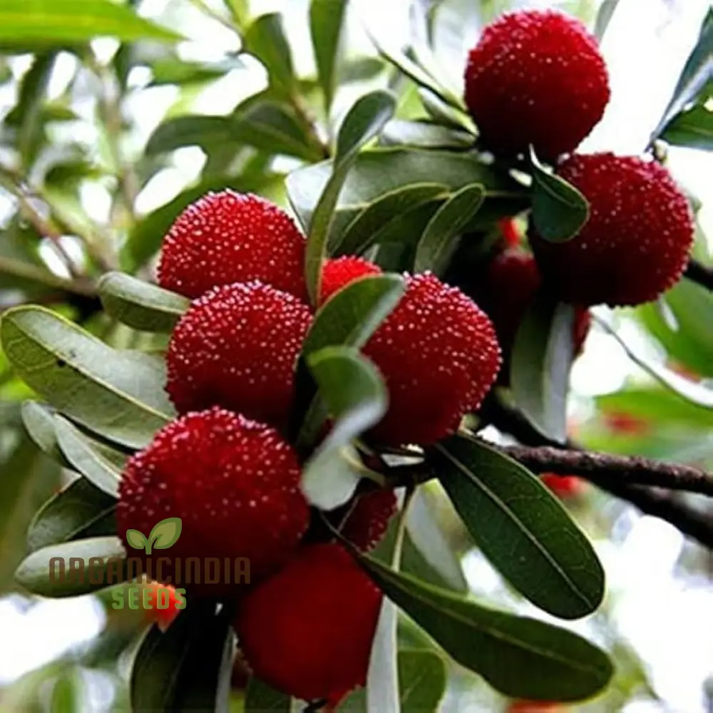 Nema  Gale Fruit Seeds for Planting, High Quality Fruit Seeds, Grow Your Own  Gale Seeds and Best Gardening - Image 4