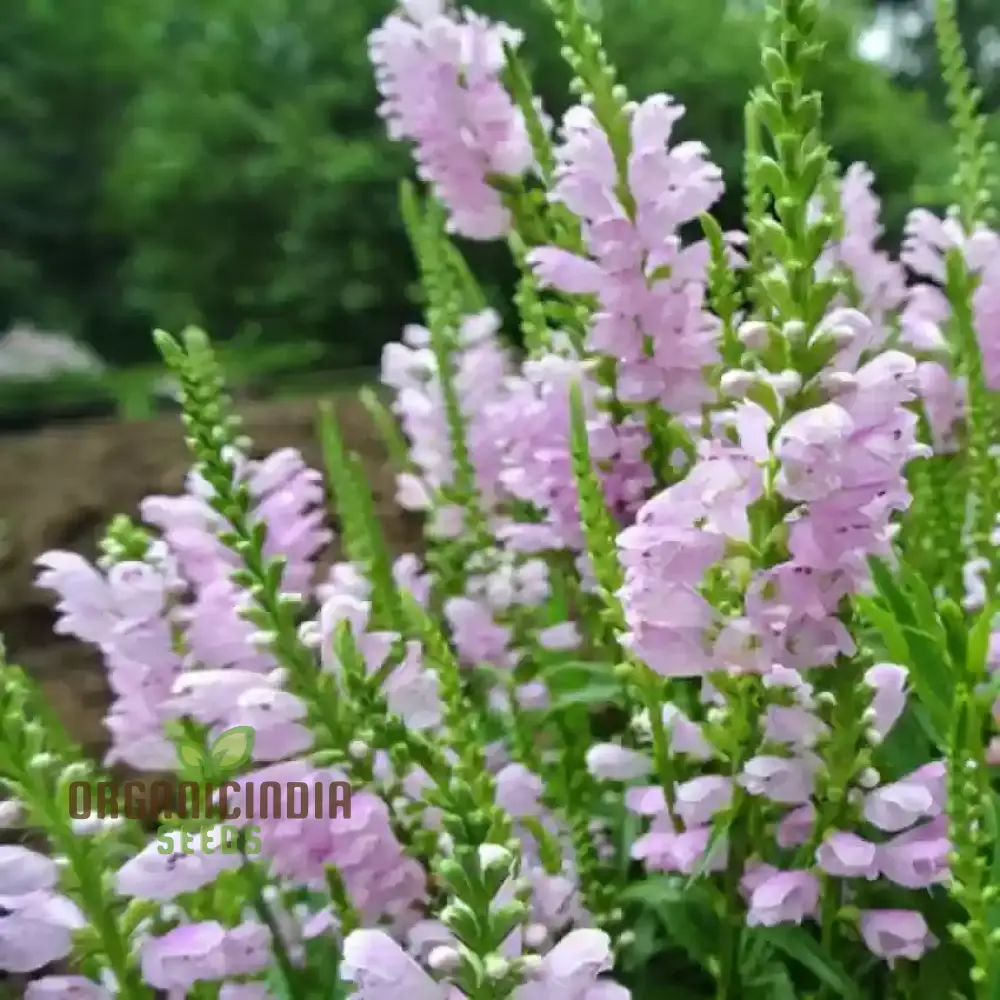 Nema Physostegia Virginiana Seeds, Beautiful Purple Obedient Plant Flower Seeds for Gardening