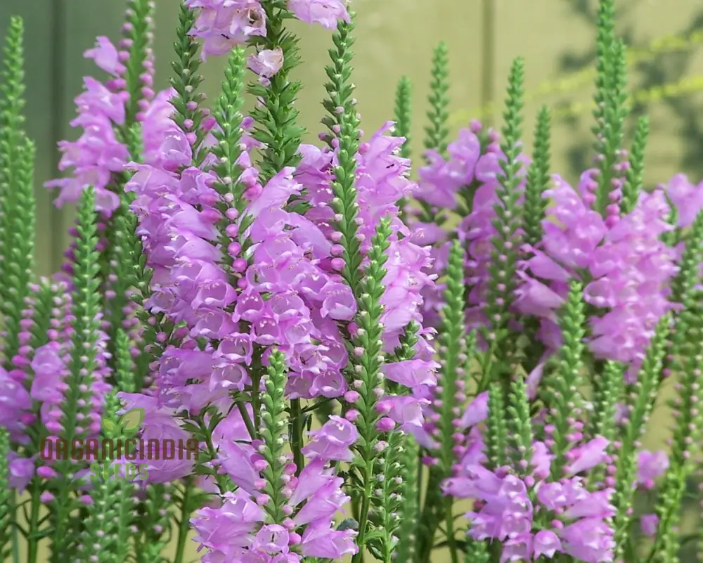Nema Physostegia Virginiana Seeds, Beautiful Purple Obedient Plant Flower Seeds for Gardening - Image 3