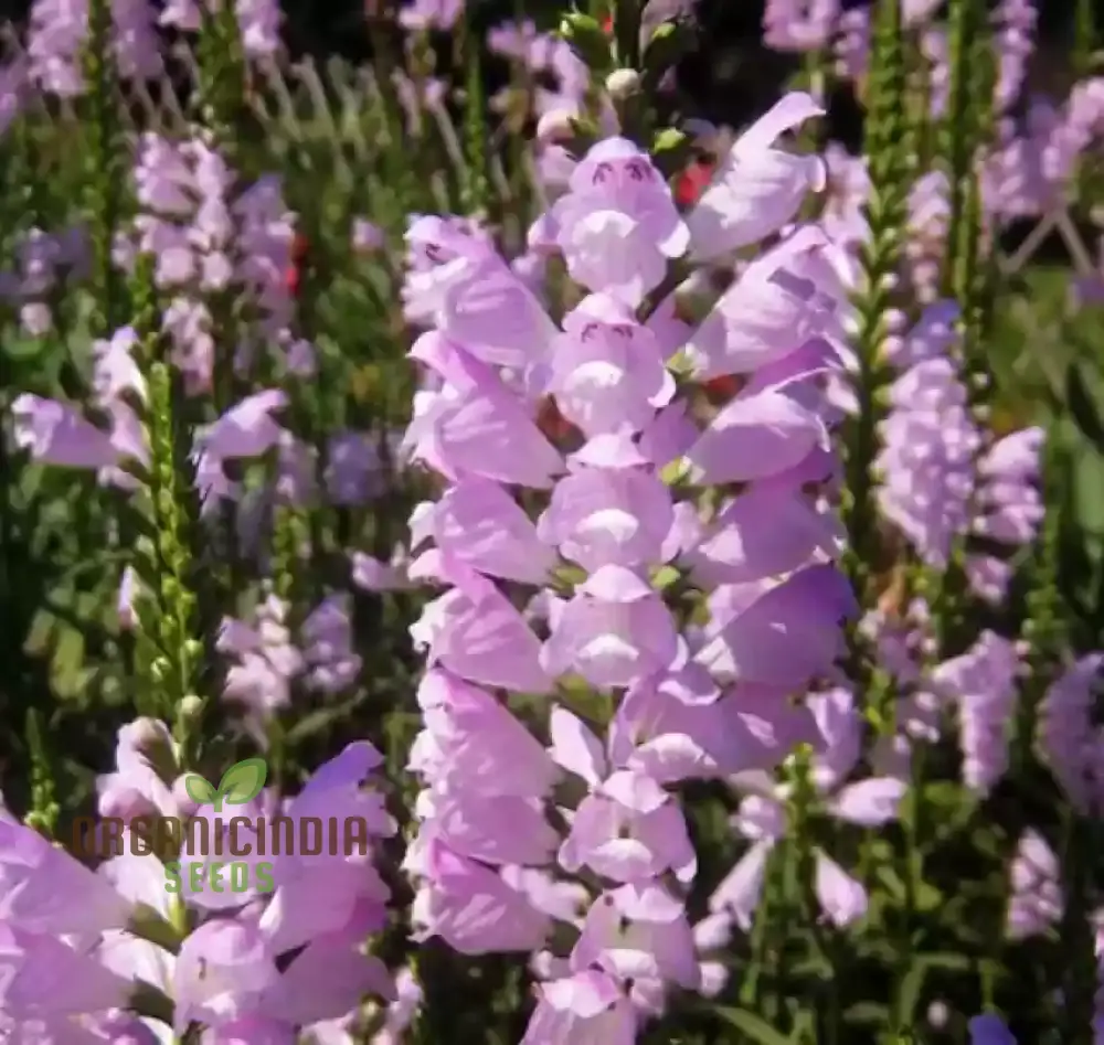 Nema Physostegia Virginiana Seeds, Beautiful Purple Obedient Plant Flower Seeds for Gardening - Image 4