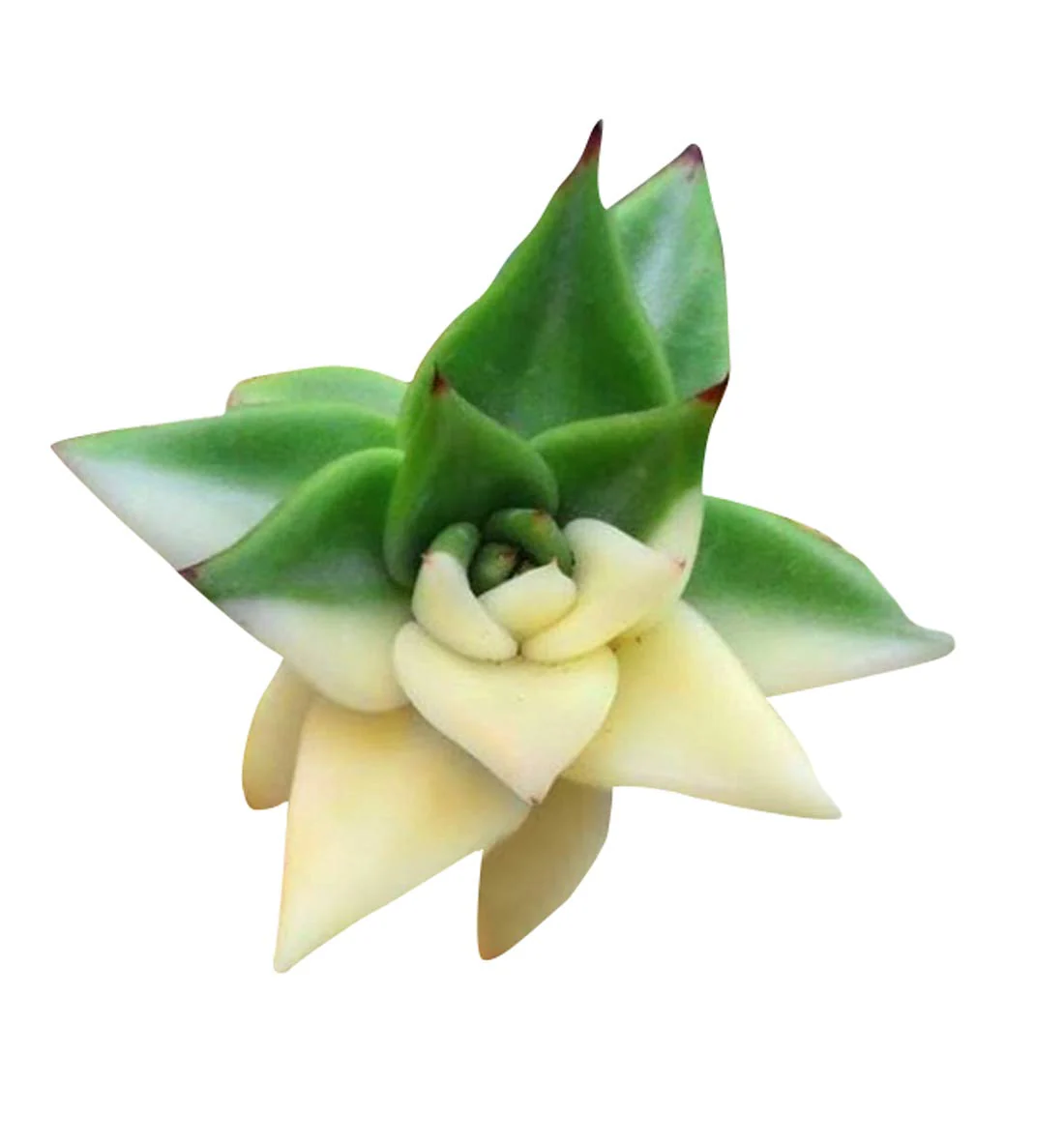 Nema Rare African Cactus Succulent Seeds - Green and White - 100Pcs | Premium Gardening Seeds for Unique Succulent Plants
