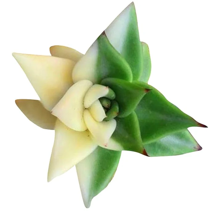 Nema Rare African Cactus Succulent Seeds - Green and White - 100Pcs | Premium Gardening Seeds for Unique Succulent Plants - Image 2