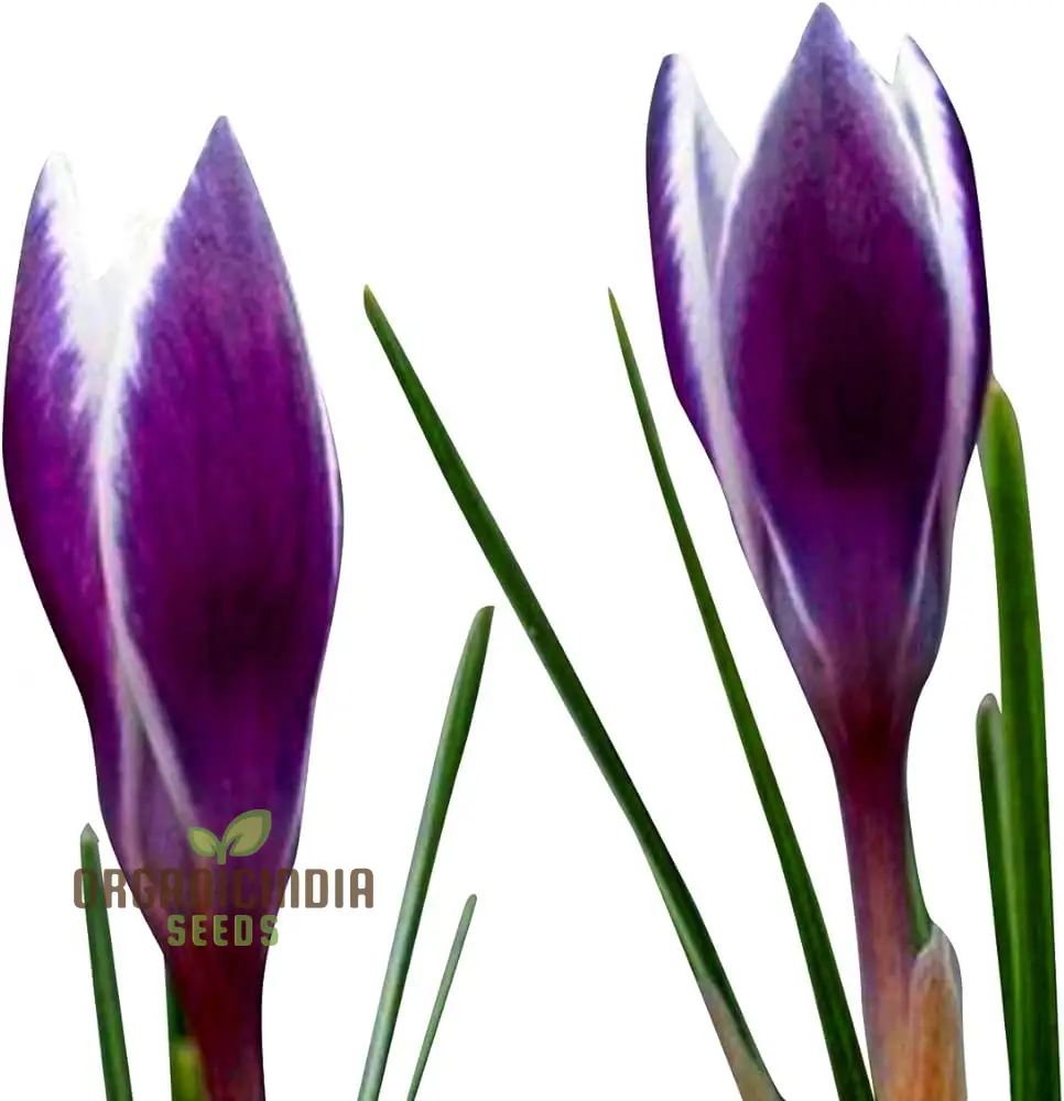 Saffron Flower Bulbs – Crocus Sativus for Home Planting - Image 3