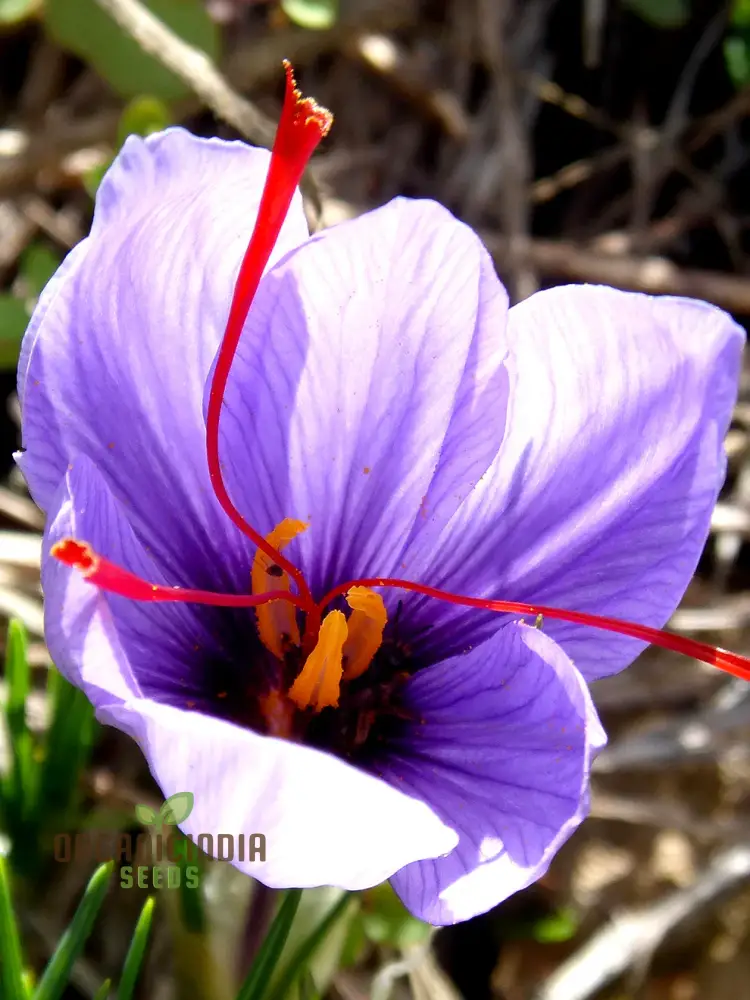 Saffron Flower Bulbs – Crocus Sativus for Home Planting - Image 4