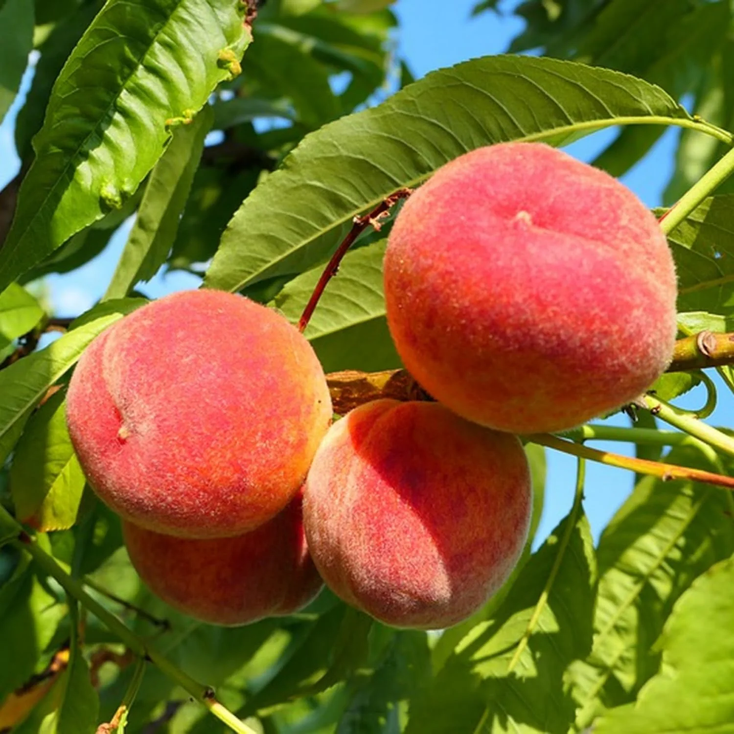 Nemaguard Peach Fruit Seeds