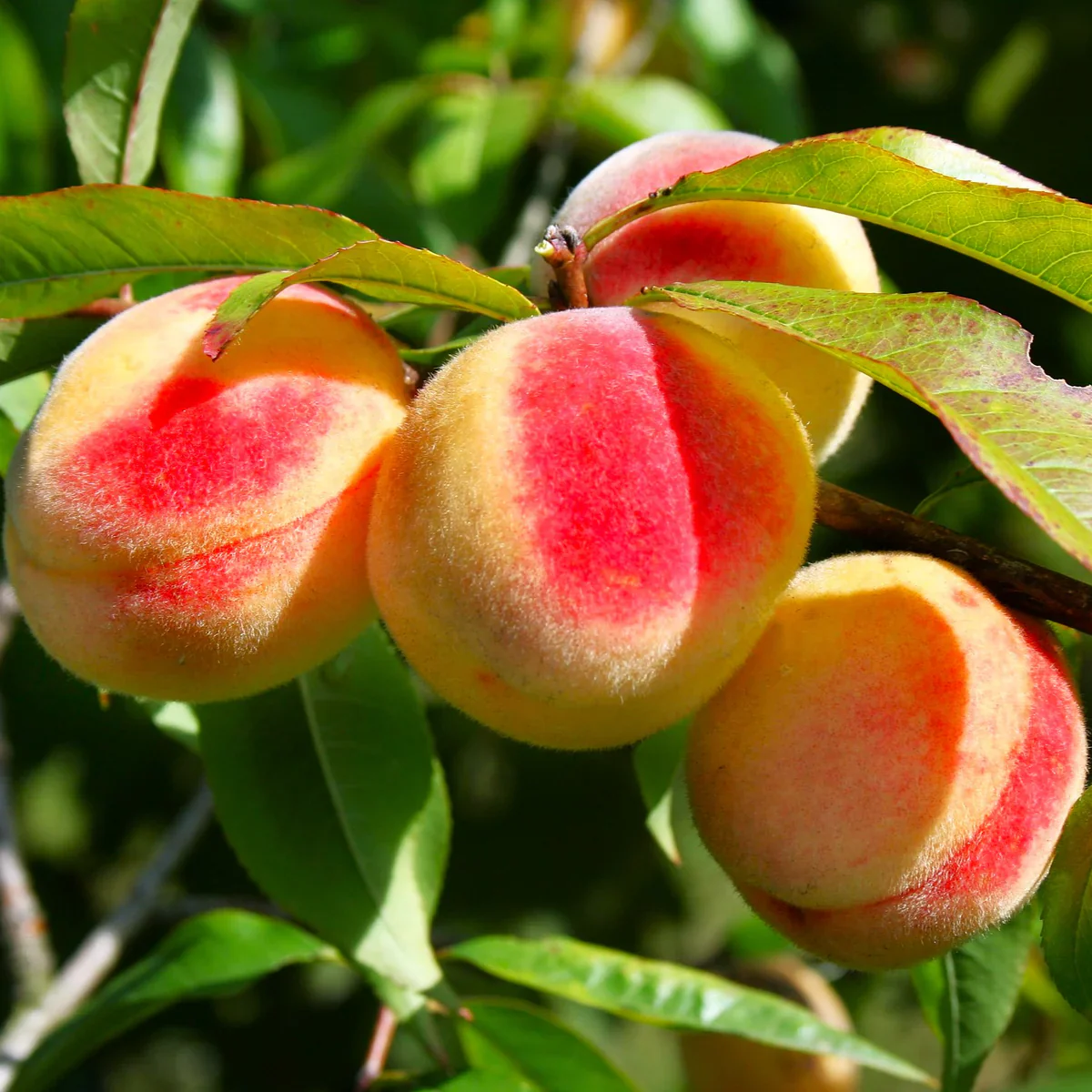 Nemaguard Peach Fruit Seeds - Image 4