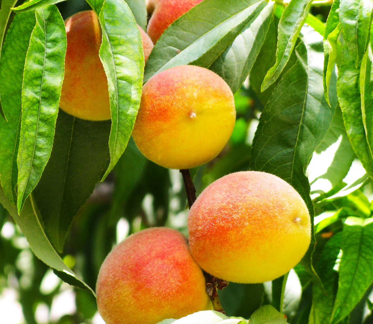 Nemaguard Peach Fruit Seeds - Image 5