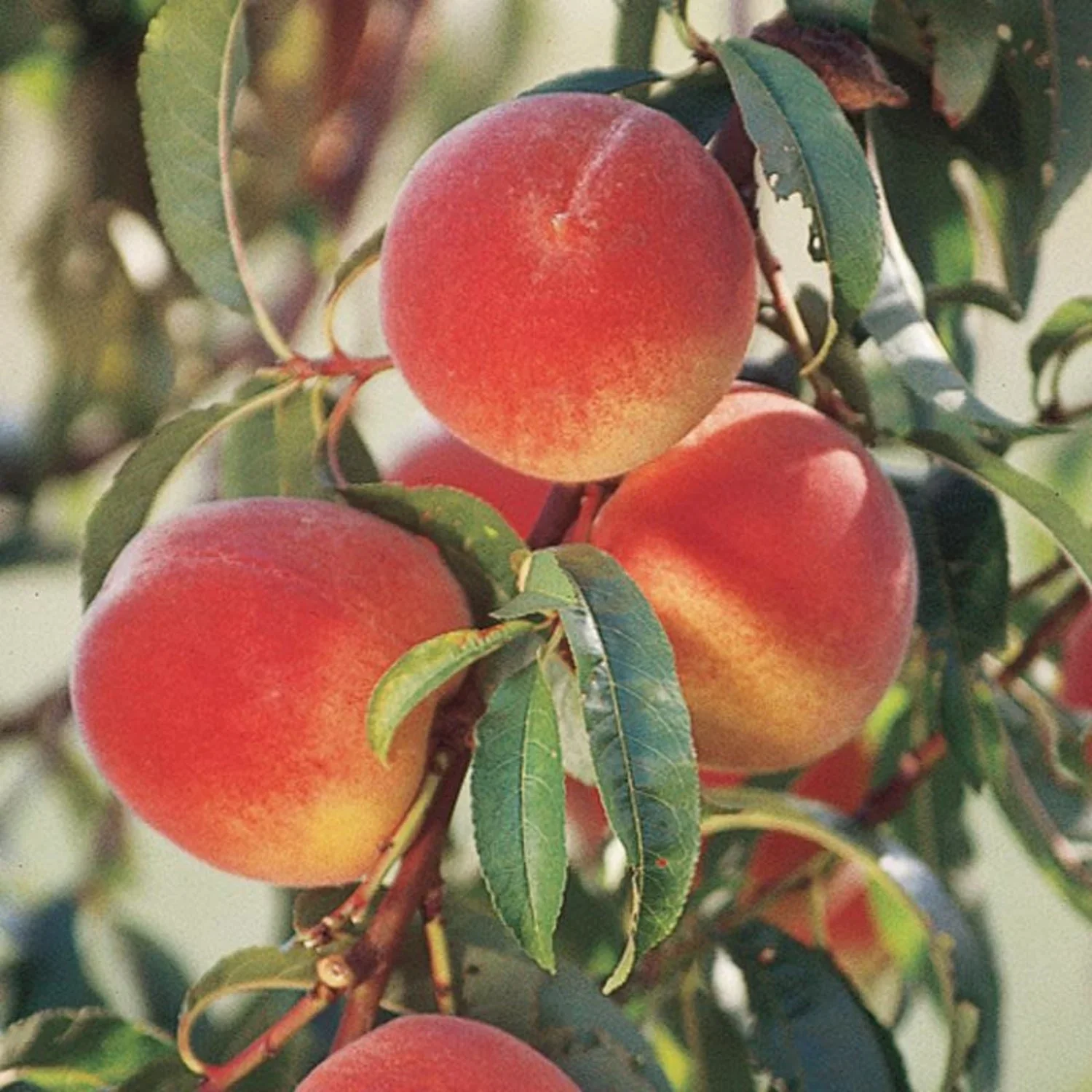 Nemaguard Peach Fruit Seeds - Image 6