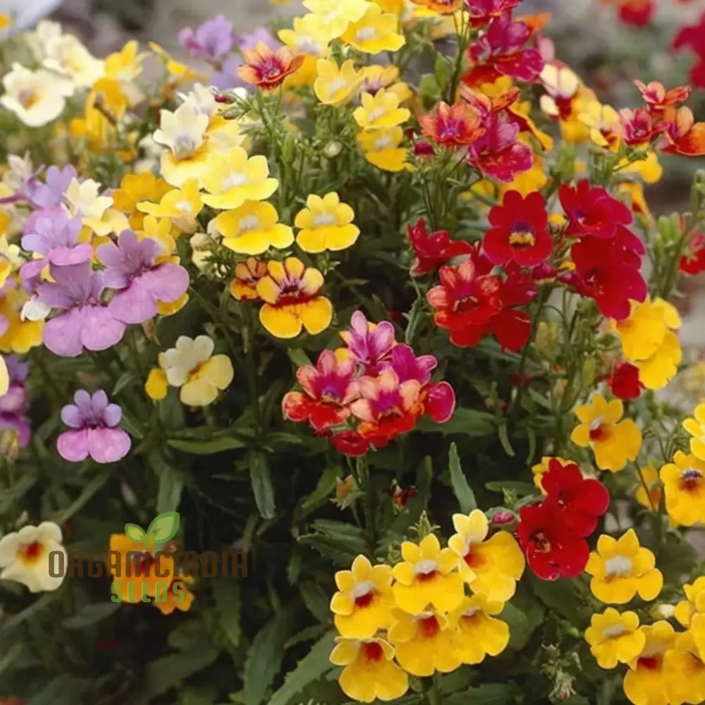 Nemesia Seeds (Nemesia Carnival Mix Seeds) - Colorful Blooms for Festive Garden Displays