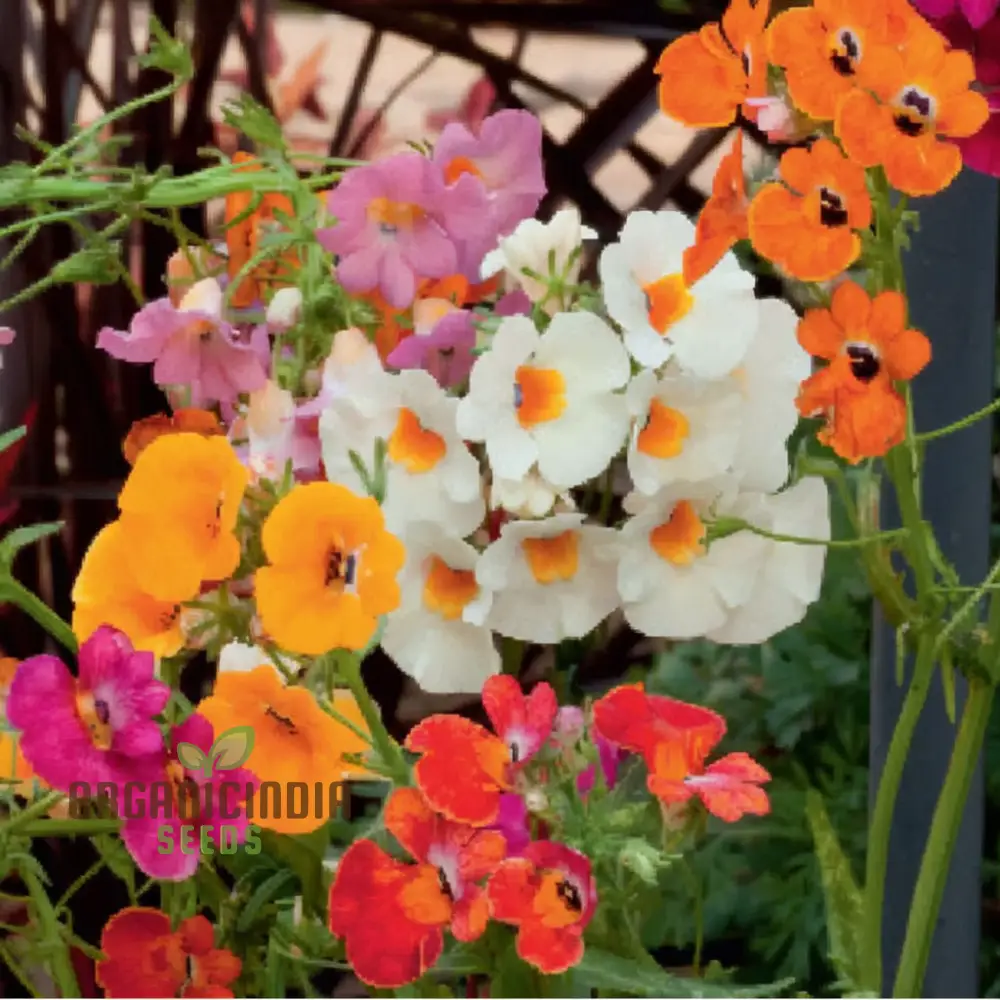 Nemesia Seeds (Nemesia Carnival Mix Seeds) - Colorful Blooms for Festive Garden Displays - Image 3