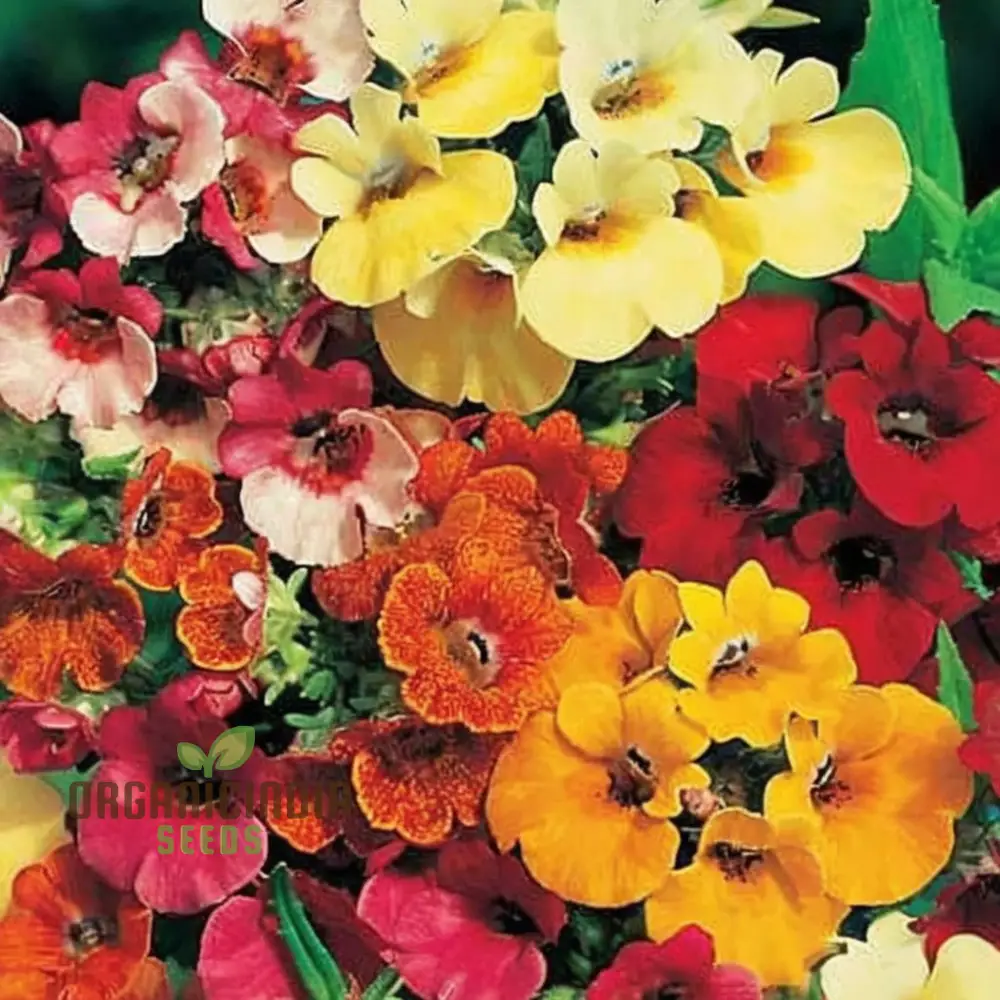 Nemesia Seeds (Nemesia Carnival Mix Seeds) - Colorful Blooms for Festive Garden Displays - Image 4
