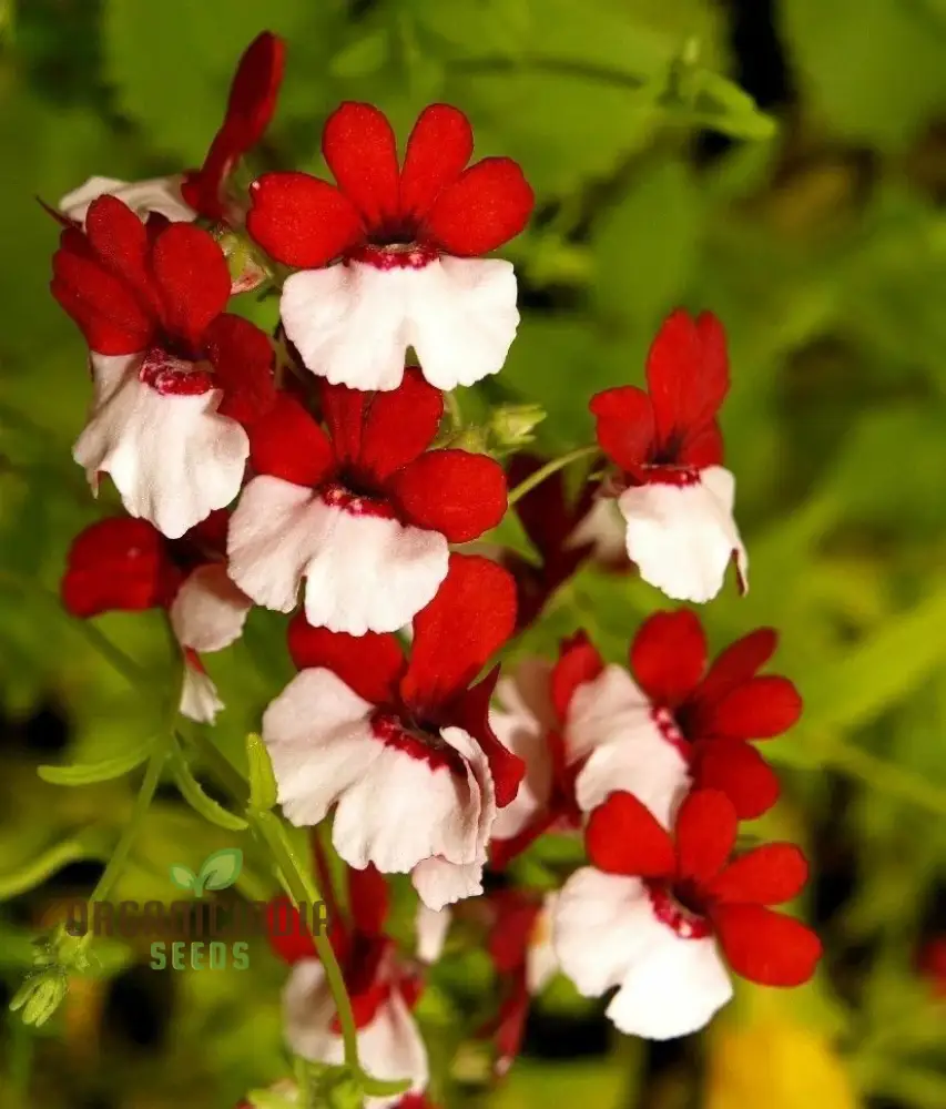Nemesia Red and White Seeds for Vibrant Planting - Premium Quality Seeds for Lengthy Blooming Seasons - Image 3