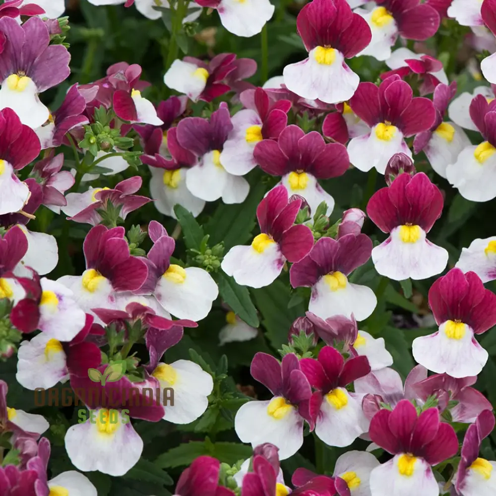 Nemesia Red and White Seeds for Vibrant Planting - Premium Quality Seeds for Lengthy Blooming Seasons - Image 4