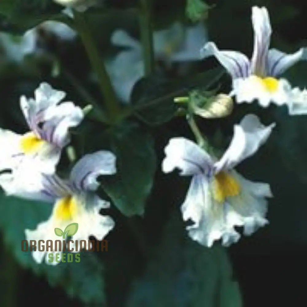 Nemesia 'Snowflakes' Seeds for Gardening | Premium Quality Flower Seeds for Your Garden