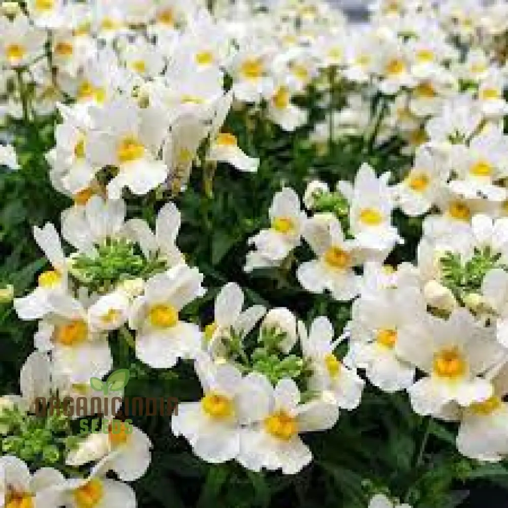 Nemesia 'Snowflakes' Seeds for Gardening | Premium Quality Flower Seeds for Your Garden - Image 3