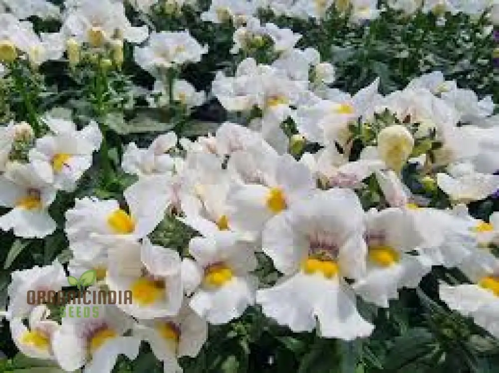 Nemesia 'Snowflakes' Seeds for Gardening | Premium Quality Flower Seeds for Your Garden - Image 4