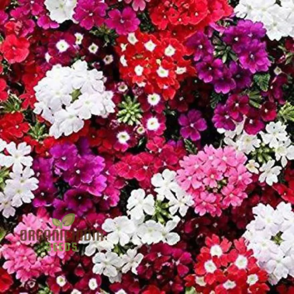 Nemetry Semi-Namemia Poetry Mix Flower Seeds for Planting 100 pcs