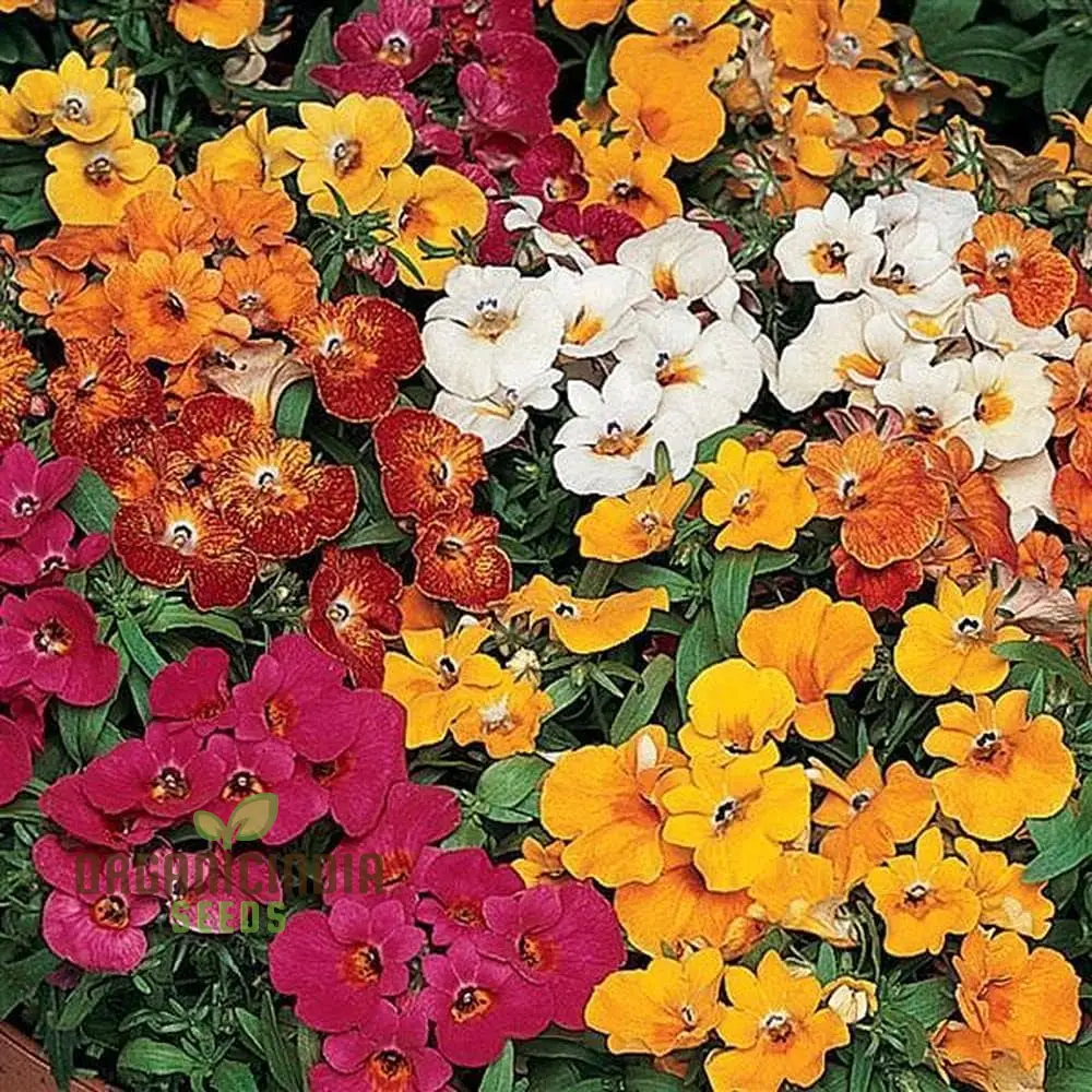 Nemetry Semi-Namemia Poetry Mix Flower Seeds for Planting 100 pcs - Image 3
