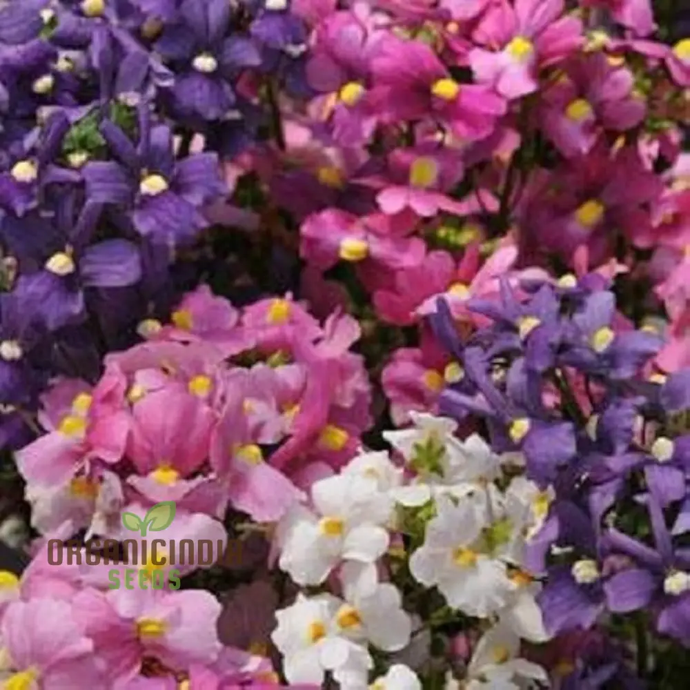 Nemetry Semi-Namemia Poetry Mix Flower Seeds for Planting 100 pcs - Image 4