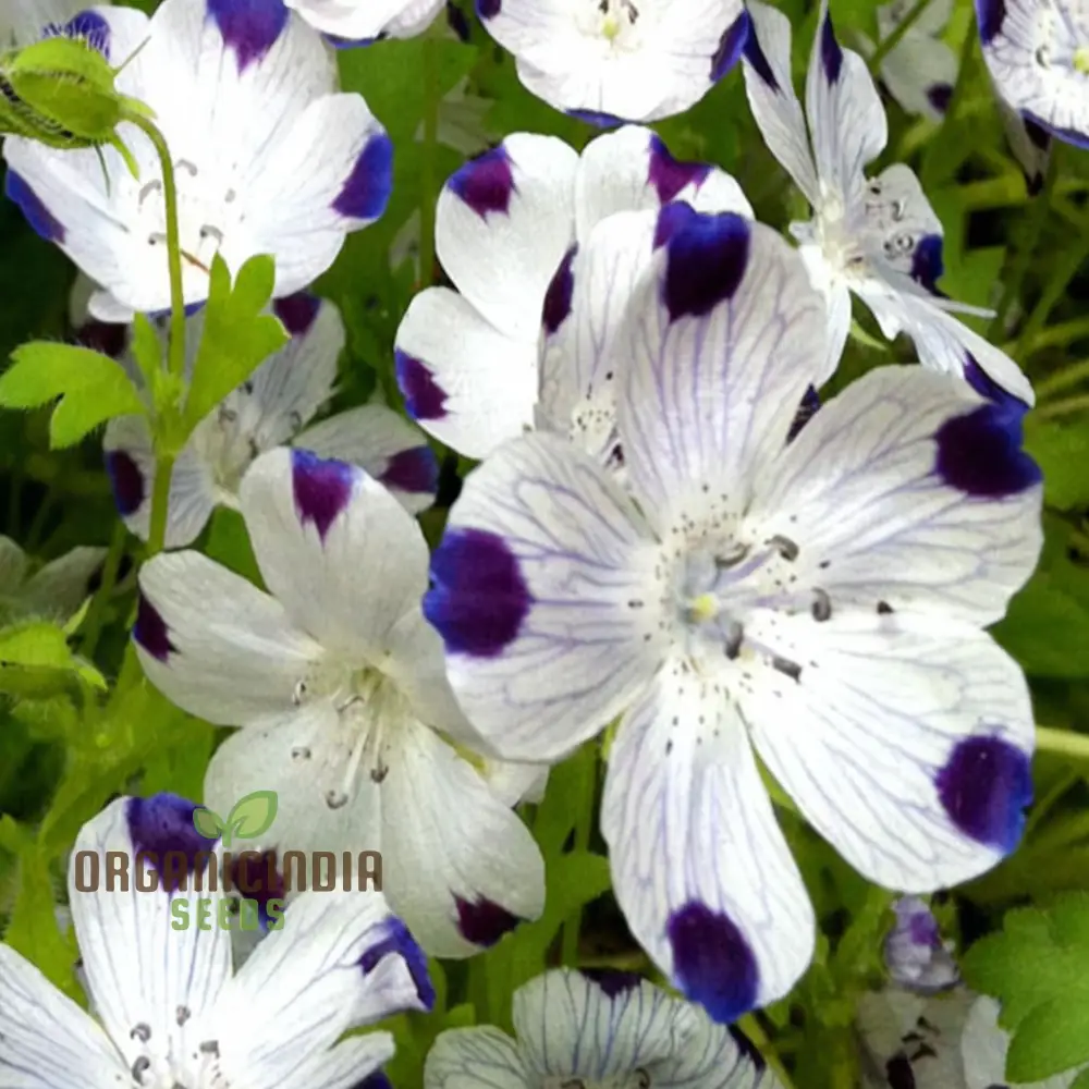 Nemophila Five Spot Wild Flowers Seeds, Premium Quality, Easy-to-Grow, Vibrant Blooms Grow Your Garden
