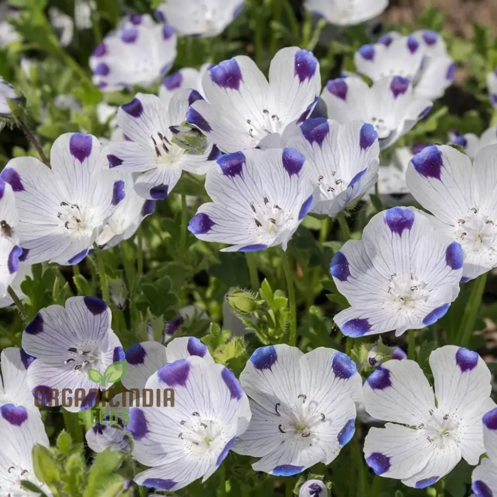 Nemophila Five Spot Wild Flowers Seeds, Premium Quality, Easy-to-Grow, Vibrant Blooms Grow Your Garden - Image 3
