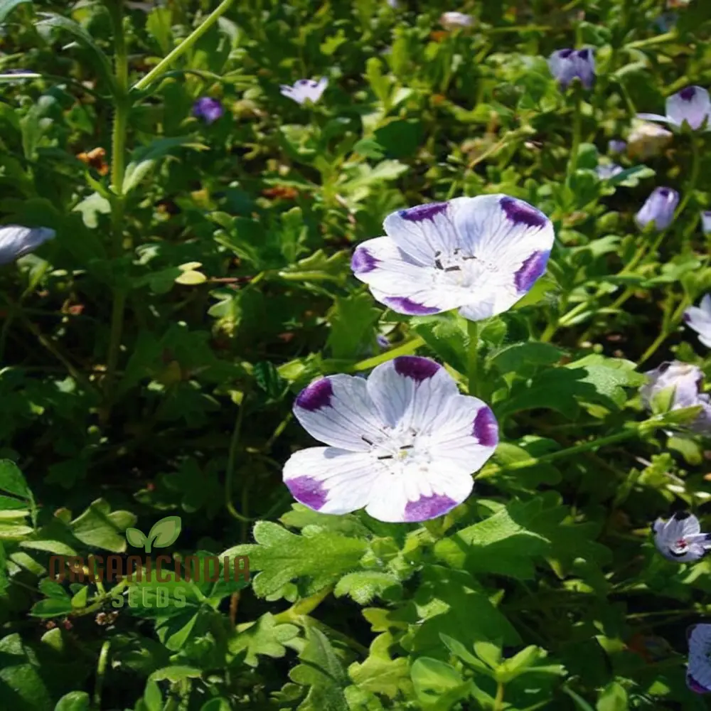 Nemophila Five Spot Wild Flowers Seeds, Premium Quality, Easy-to-Grow, Vibrant Blooms Grow Your Garden - Image 4