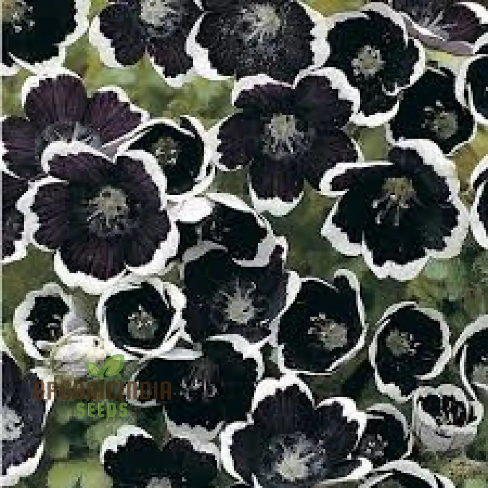 Nemophila Menziesii 'Penny Black' Seeds for Beautiful Gardening: Enhance Your Garden with Unique and Stunning Blooms