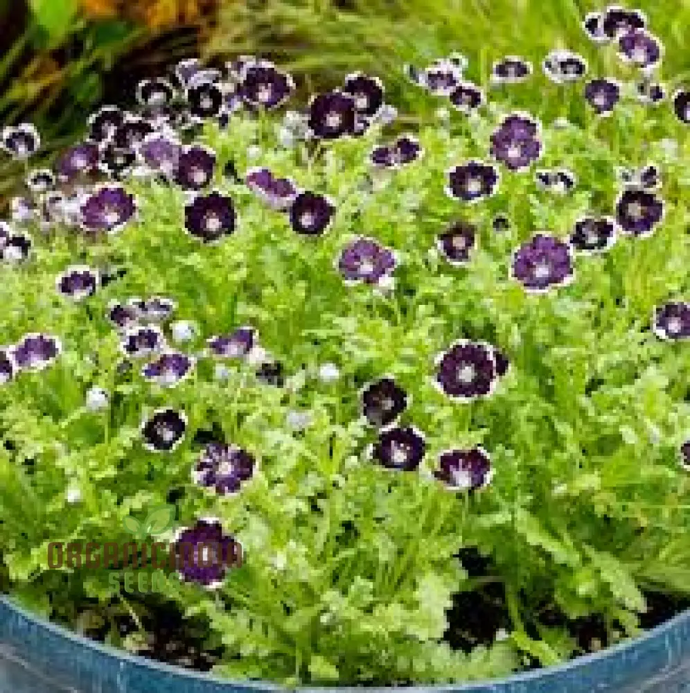 Nemophila Menziesii 'Penny Black' Seeds for Beautiful Gardening: Enhance Your Garden with Unique and Stunning Blooms - Image 3