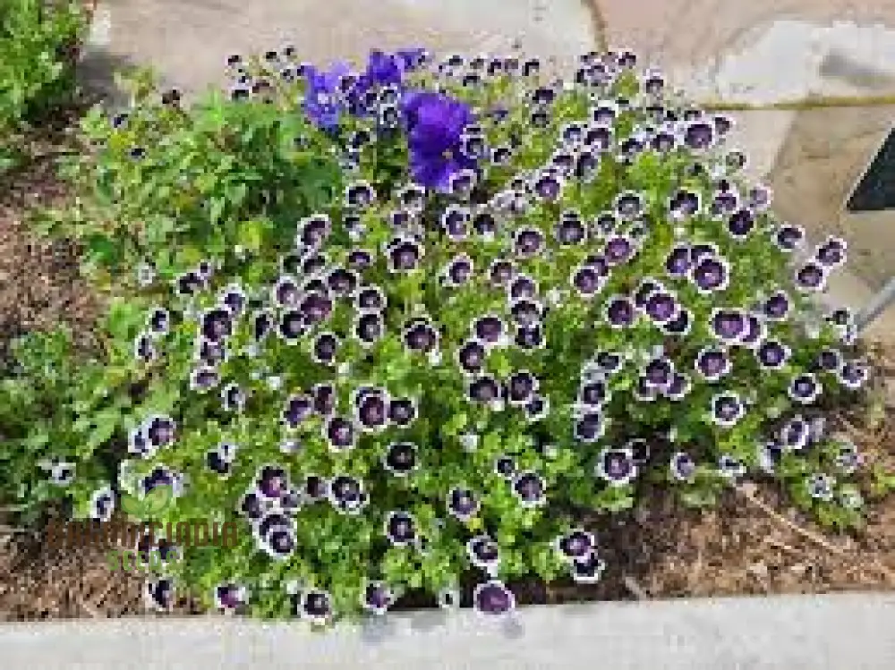 Nemophila Menziesii 'Penny Black' Seeds for Beautiful Gardening: Enhance Your Garden with Unique and Stunning Blooms - Image 4