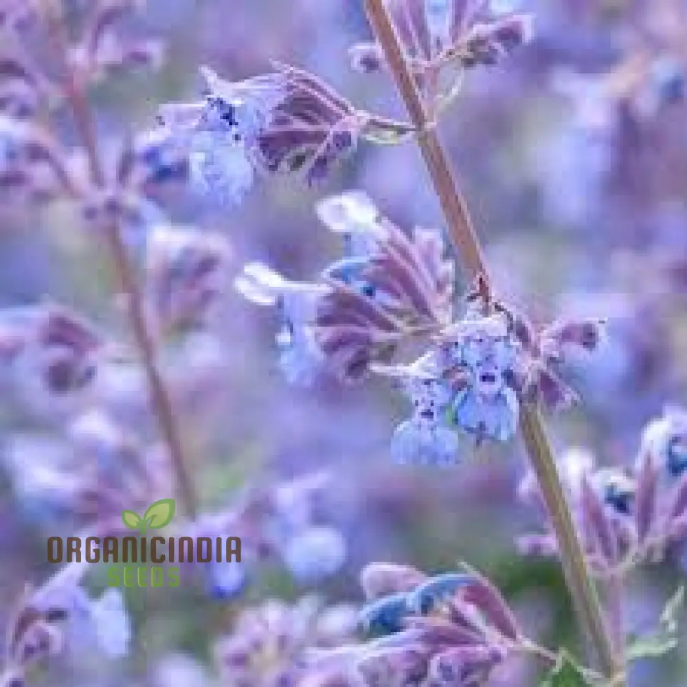 Nepeta Mussinii Seeds for Vibrant Garden Blooms | Hardy Perennial for Lush Greenery