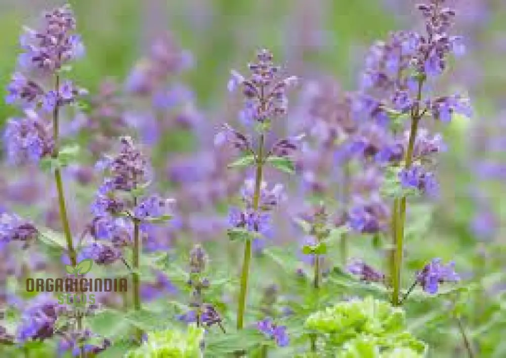 Nepeta Mussinii Seeds for Vibrant Garden Blooms | Hardy Perennial for Lush Greenery - Image 3