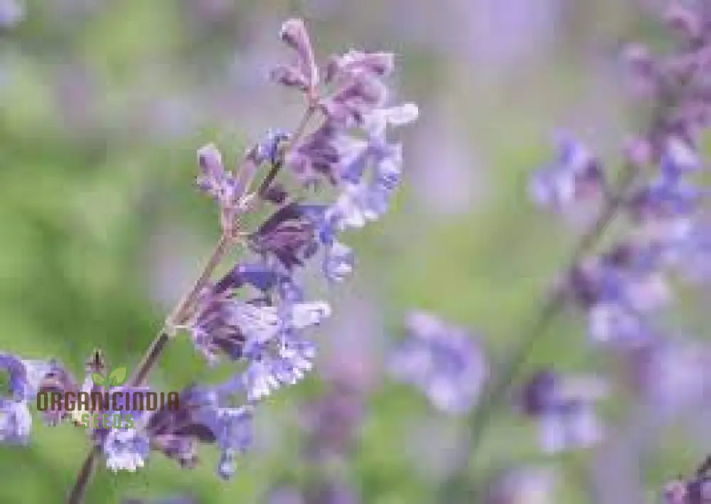 Nepeta Mussinii Seeds for Vibrant Garden Blooms | Hardy Perennial for Lush Greenery - Image 4