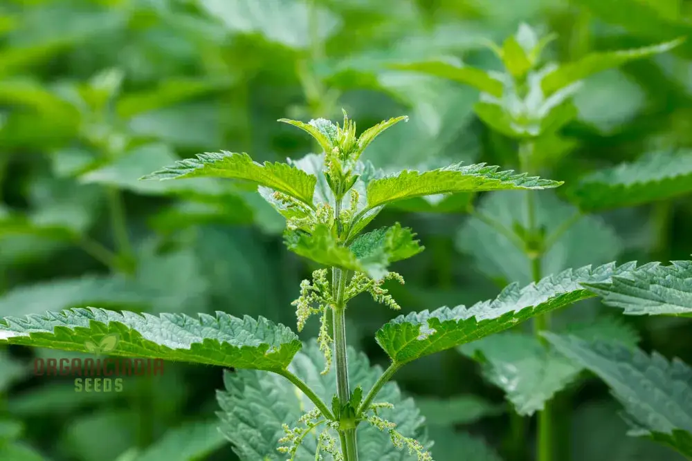 Nettle Nayuruvi Seeds for Planting – Healthy, Nutritious, Easy-Grow Herb Variety