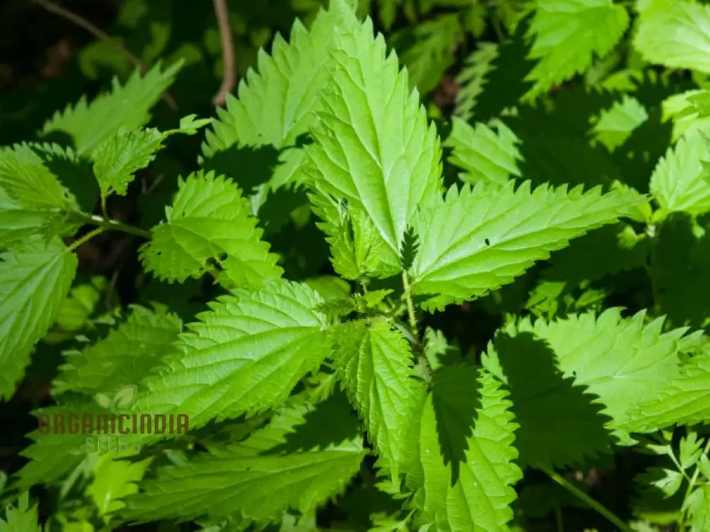 Nettle Nayuruvi Seeds for Planting – Healthy, Nutritious, Easy-Grow Herb Variety - Image 3