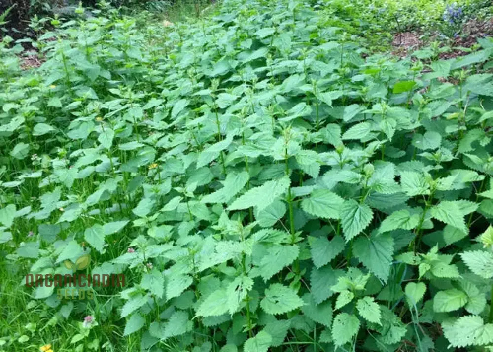 Nettle Nayuruvi Seeds for Planting – Healthy, Nutritious, Easy-Grow Herb Variety - Image 4