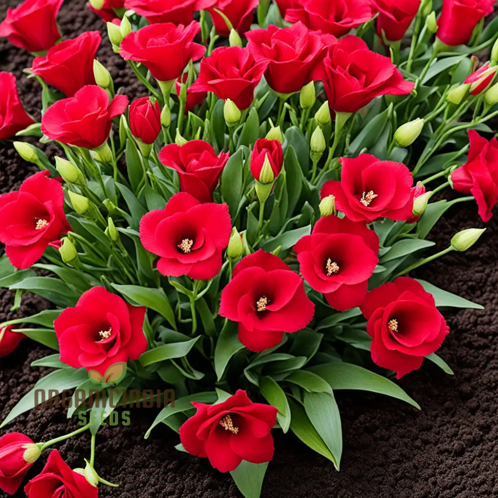 Premium Red Lisianthus Flower Seeds for Planting - Image 3