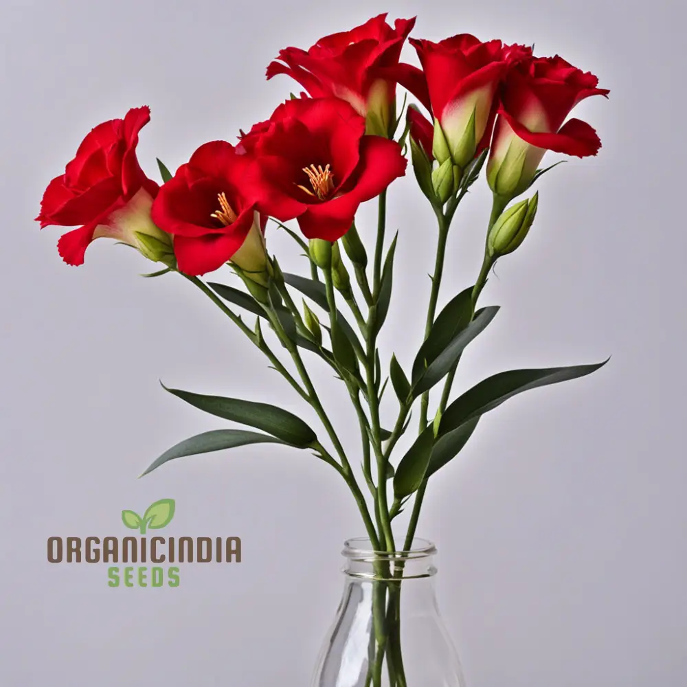Premium Red Lisianthus Flower Seeds for Planting - Image 4