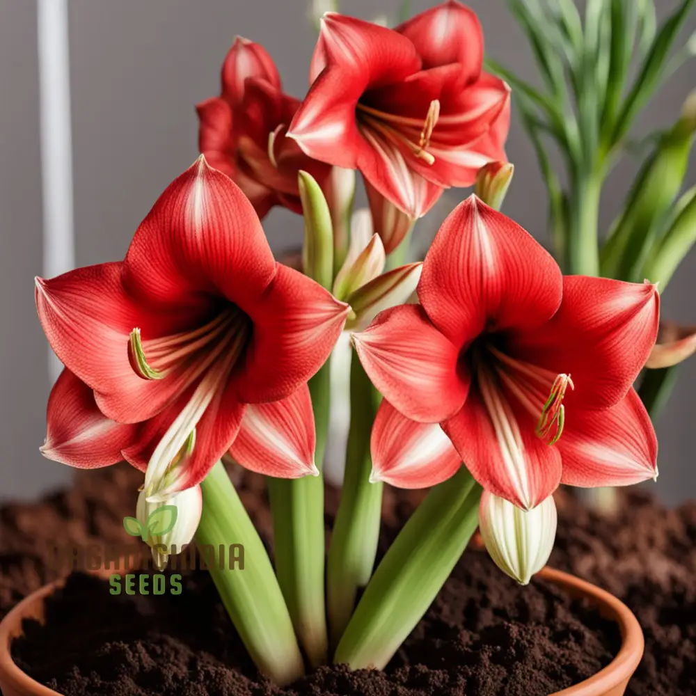 Amaryllis Flower Seeds Majestic Blooms for Vibrant Garden Displays - Premium Flower Seeds for Planting and Gardening Excellence