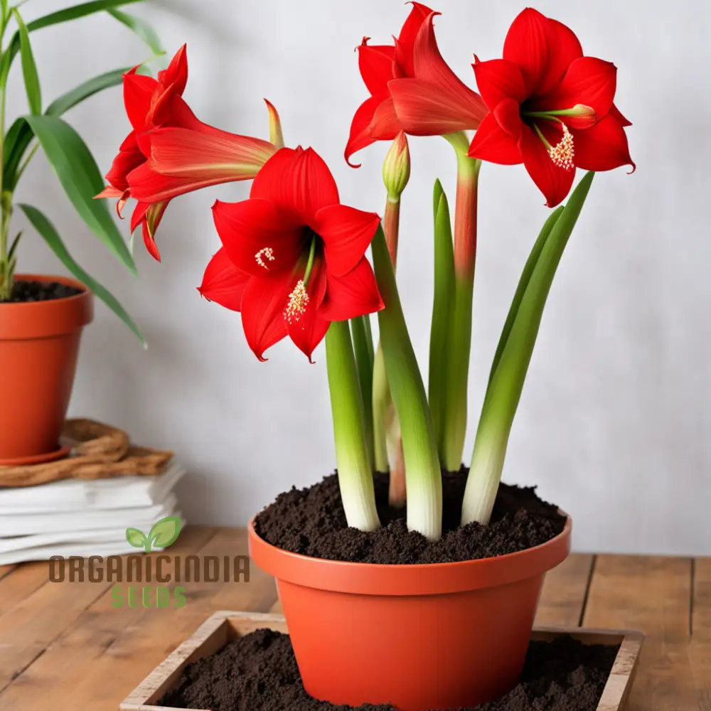 Amaryllis Flower Seeds Majestic Blooms for Vibrant Garden Displays - Premium Flower Seeds for Planting and Gardening Excellence - Image 3