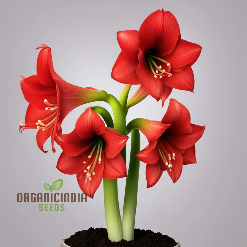 Amaryllis Flower Seeds Majestic Blooms for Vibrant Garden Displays - Premium Flower Seeds for Planting and Gardening Excellence - Image 4