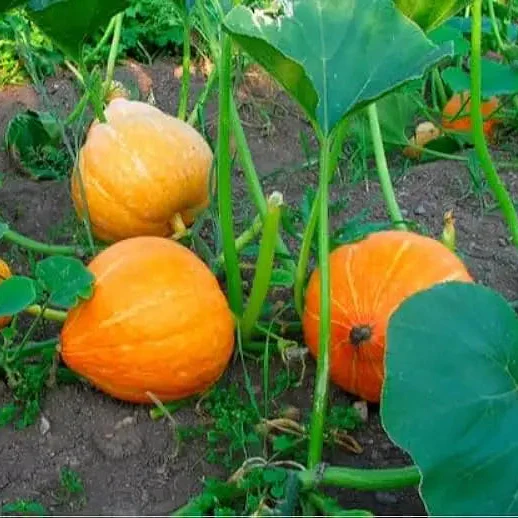 Orange Pumpkin Seeds For Planting, Pumpkin Varieties For Garden - Image 3