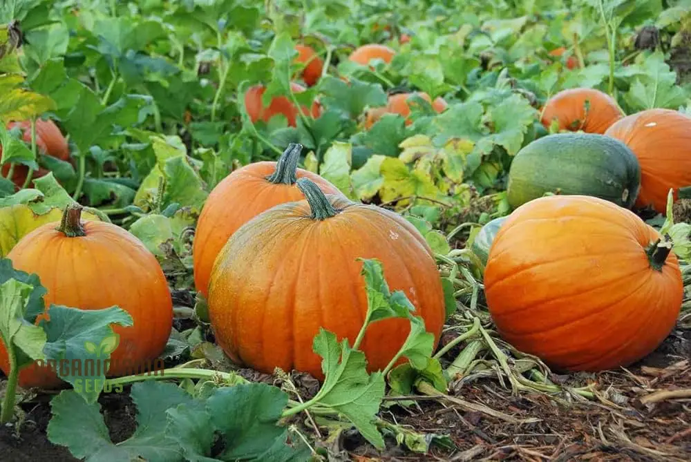 Orange Pumpkin Seeds For Planting, Pumpkin Varieties For Garden - Image 4
