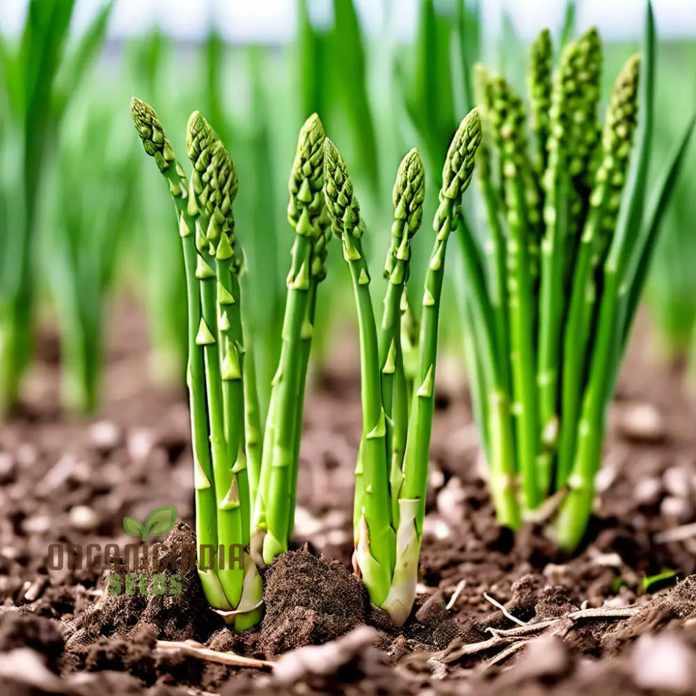 Green Asparagus Vegetable Seeds For Planting, Grow Your Own Fresh Asparagus at Home - Image 3