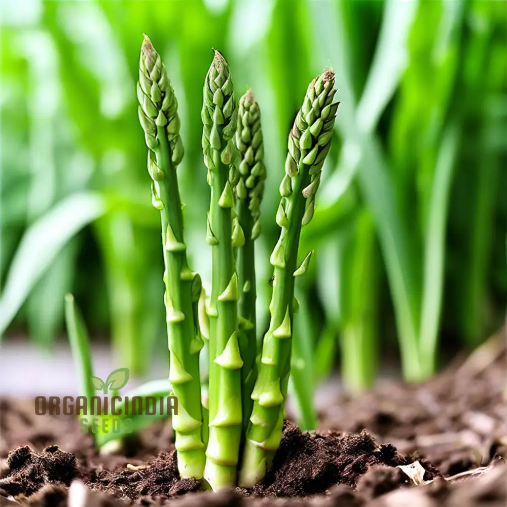 Green Asparagus Vegetable Seeds For Planting, Grow Your Own Fresh Asparagus at Home - Image 4
